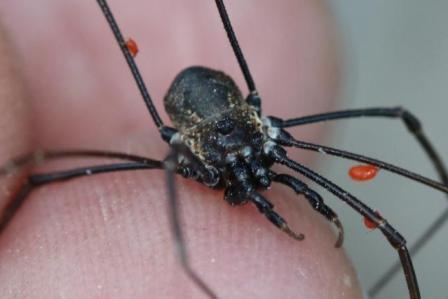 Dasylobus graniferus